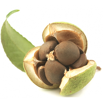 Canellia Seed Olie Hudpleje Primavera Godkarmashop - Primavera Welovebeauty